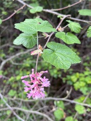 Ribes sanguineum glutinosum