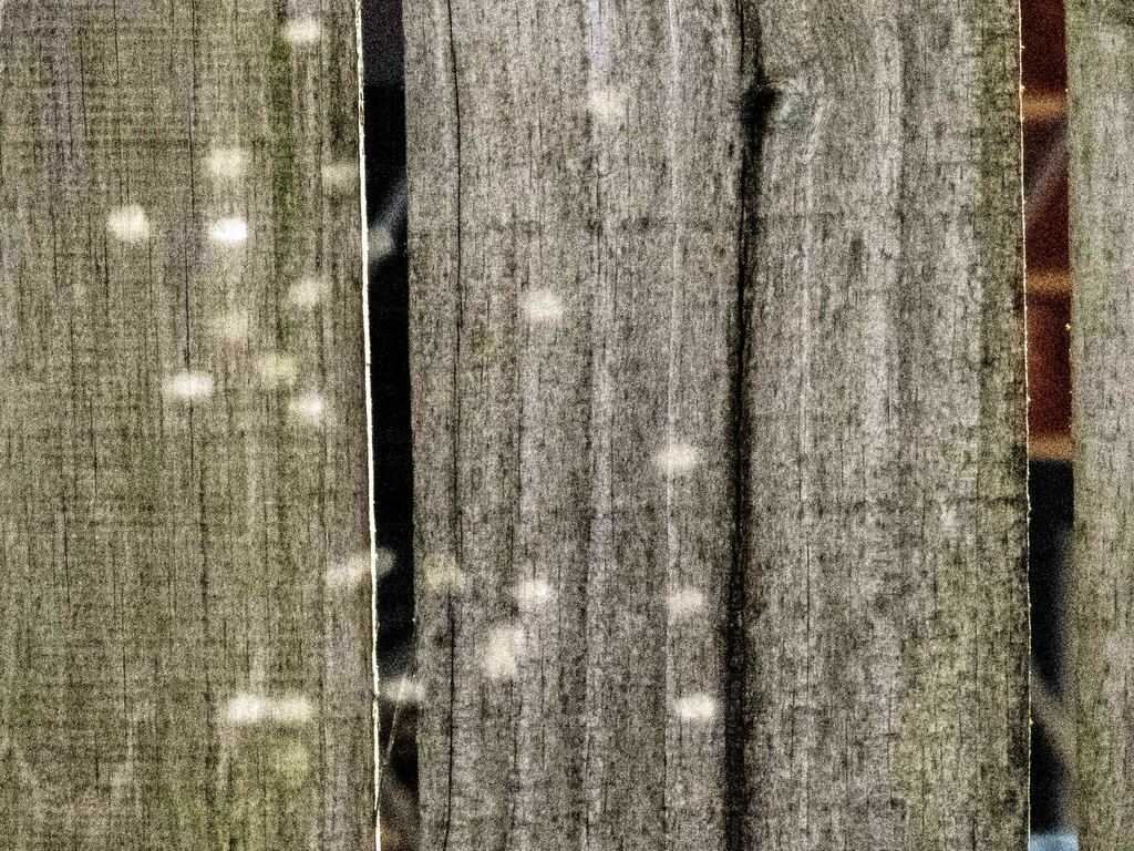 Gnats and Allies from Talavera, Oklahoma City, OK, USA on February 22