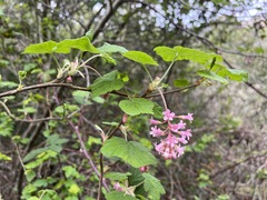 Ribes sanguineum glutinosum