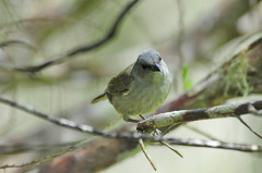 Euneornis campestris
