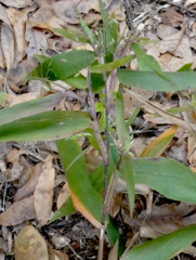 Dichanthelium commutatum