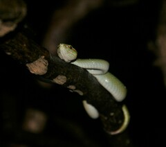 Tropidolaemus wagleri