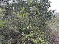 Ribes sanguineum glutinosum
