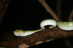 Tropidolaemus wagleri