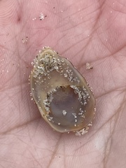 Crepidula fornicata