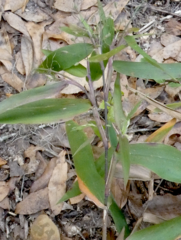 Dichanthelium commutatum