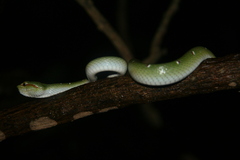 Tropidolaemus wagleri