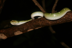 Tropidolaemus wagleri