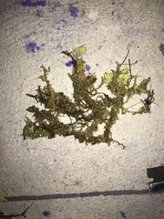 Sphagnum platyphyllum