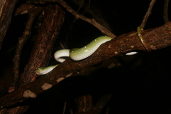 Tropidolaemus wagleri