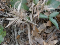 Dichanthelium commutatum