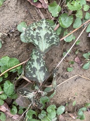 Pachysandra procumbens