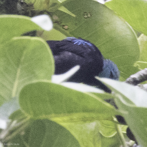 Dacnis venusta