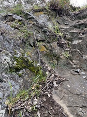Dudleya abramsii setchellii