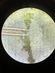 Sphagnum platyphyllum