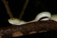 Tropidolaemus wagleri