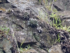 Dudleya abramsii setchellii