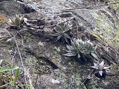 Dudleya abramsii setchellii