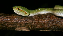 Tropidolaemus wagleri