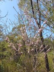 Leptospermum squarrosum