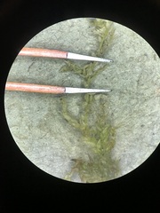 Sphagnum platyphyllum