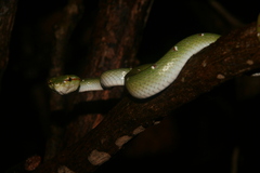 Tropidolaemus wagleri