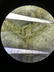 Sphagnum platyphyllum