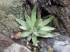 Dudleya abramsii setchellii