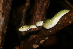 Tropidolaemus wagleri