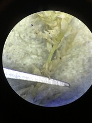 Sphagnum platyphyllum