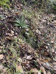 Dudleya abramsii setchellii