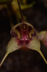 Masdevallia nidifica