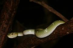 Tropidolaemus wagleri