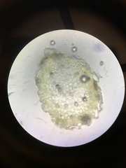 Sphagnum platyphyllum