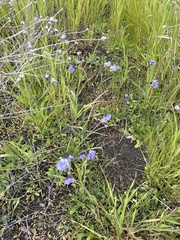 Dipterostemon capitatus