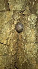Armadillo officinalis