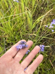 Dipterostemon capitatus