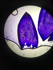 Sphagnum platyphyllum
