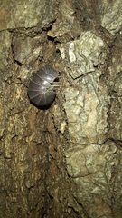 Armadillo officinalis