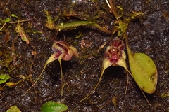 Masdevallia nidifica