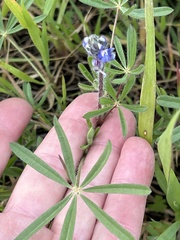 Lupinus bicolor
