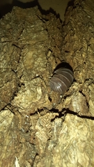 Armadillo officinalis