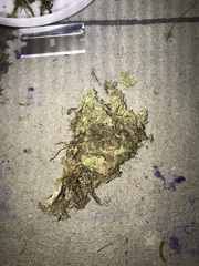 Sphagnum platyphyllum