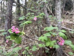 Ribes sanguineum glutinosum