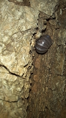 Armadillo officinalis