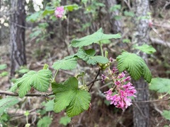 Ribes sanguineum glutinosum