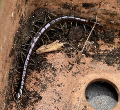 Cormocephalus rubriceps