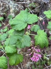 Ribes sanguineum glutinosum