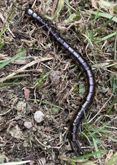 Cormocephalus rubriceps