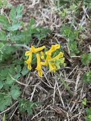 Corydalis micrantha